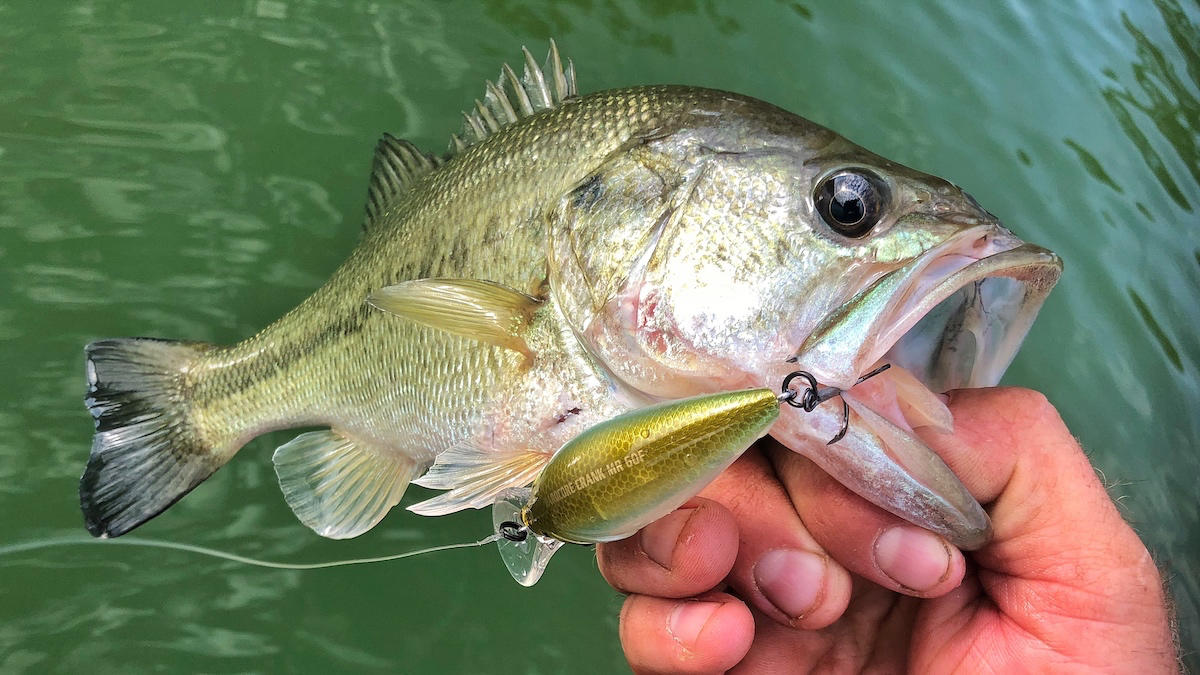 hardcore-mr-60-crankbait-bass-fishing-lure-review-3.jpg