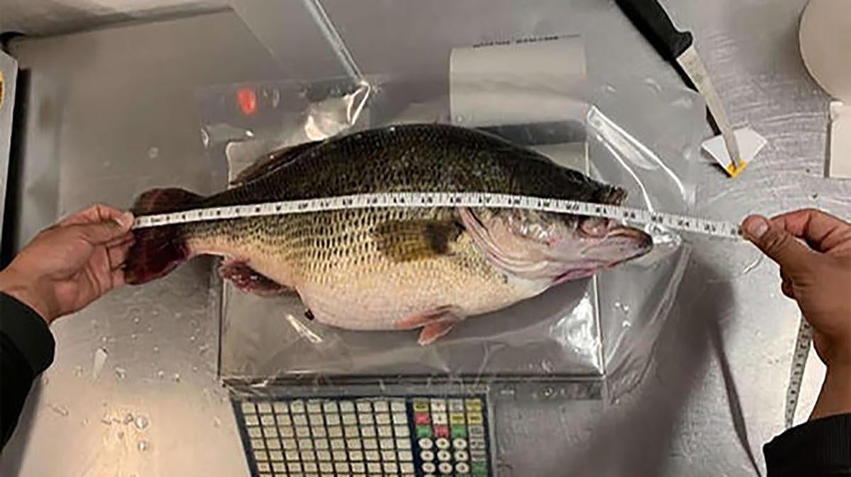 34 Of The Biggest State Record Largemouth Bass