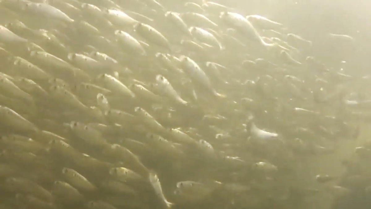 bass-fishing-shad-spawn-after-it-ends-4.jpg