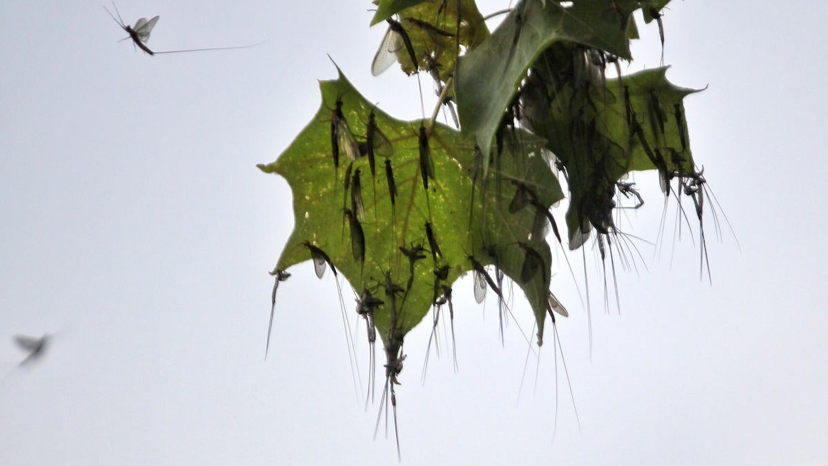 How to Catch Bass on Summer Mayfly Hatches