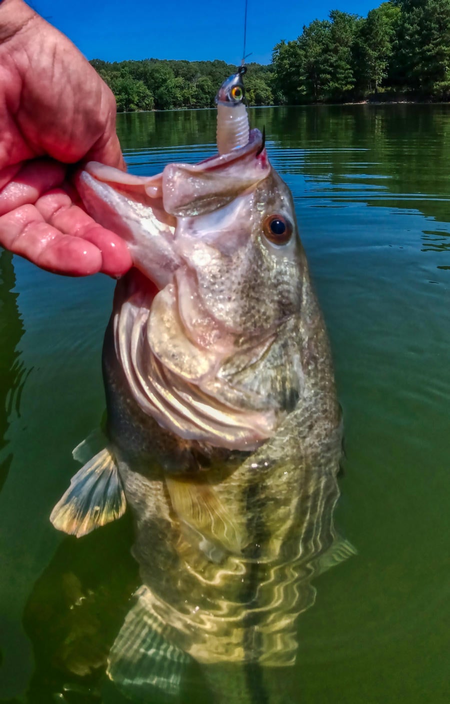 big-jewel-gem-shad-bass.jpg