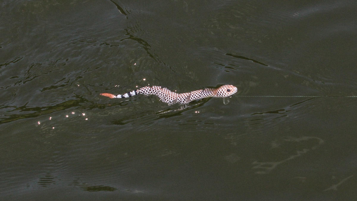 savage-gear-3d-snake-wakebait-review-2.jpg