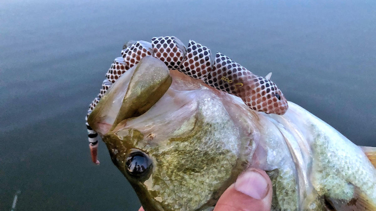 savage-gear-3d-snake-wakebait-review-9.jpg