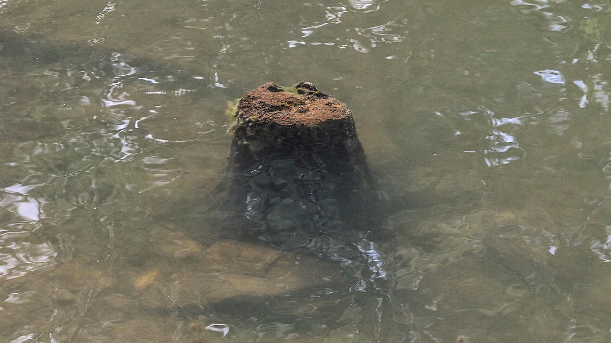 bass-fishing-stumps-3.jpg