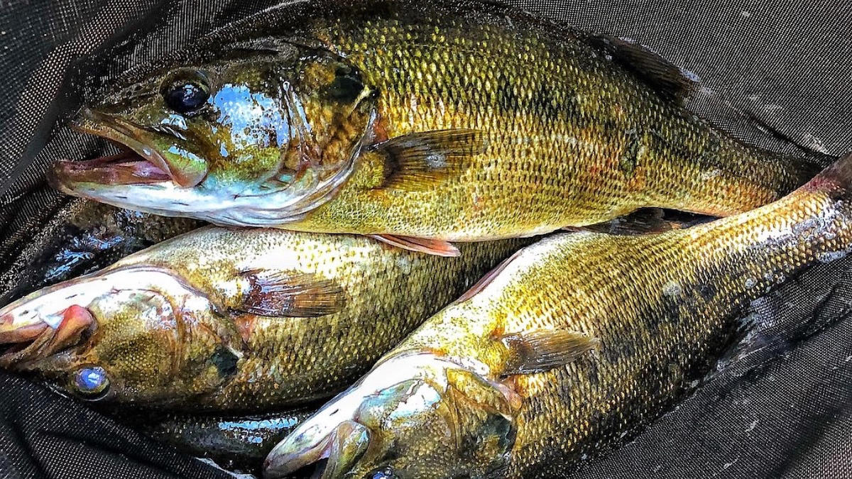 bass-fishing-stumps-4.jpg
