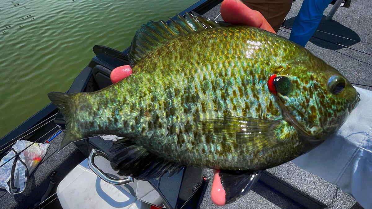 tournament-red-ear-big.jpg
