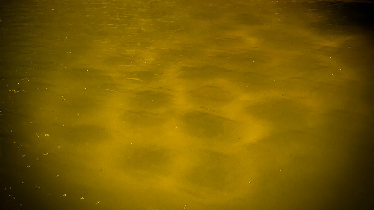 big-bluegills-nest-with-shellcrackers.jpg