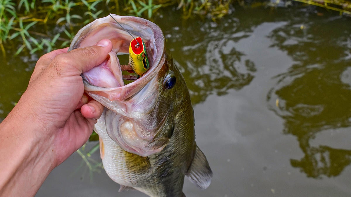 topwater-bass-fishing-lures-for-summer-bass-4.jpg