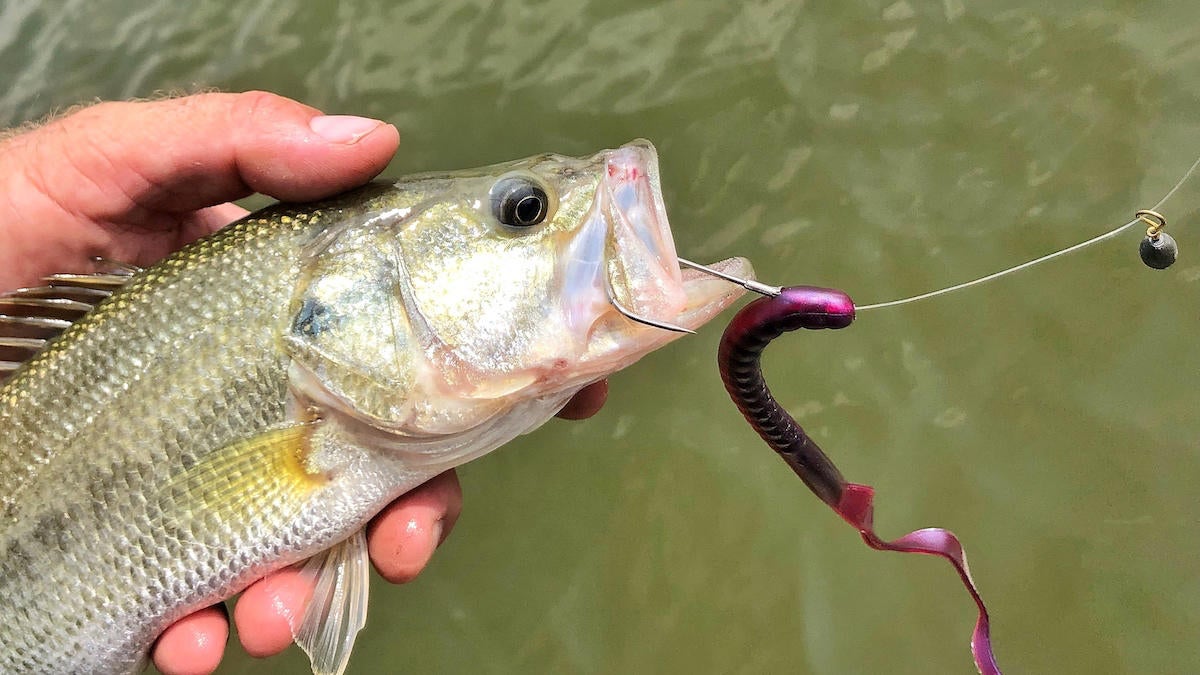 How to Fish the Free Rig for Bass Fishing - Wired2Fish.com