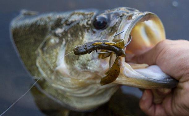 best deep diving jerkbaits