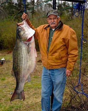 World Record Striper Caught by Alabama Angler - Wired2Fish.com