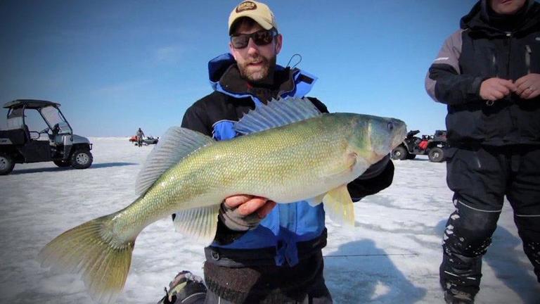 Giant Walleye Caught Through Ice On Winnipeg Wired2fish