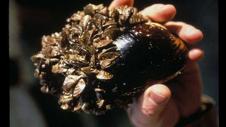 Biologist Able to Remove Zebra Mussels - Wired2Fish.com