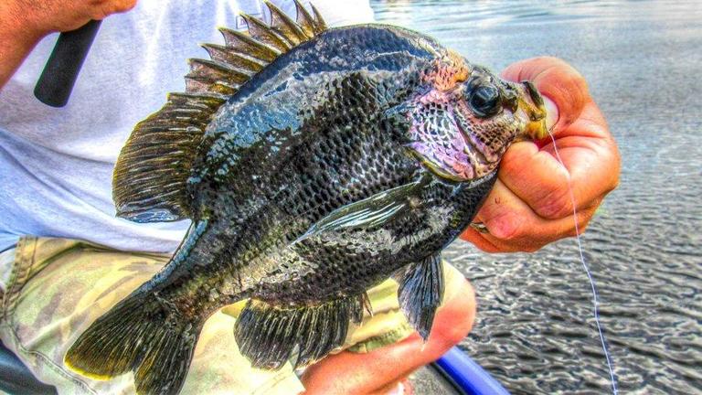 Tips for Catching Bluegills Off Beds - Wired2Fish.com