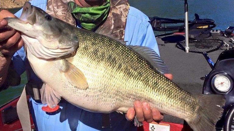 fishing planet biggest spotted bass