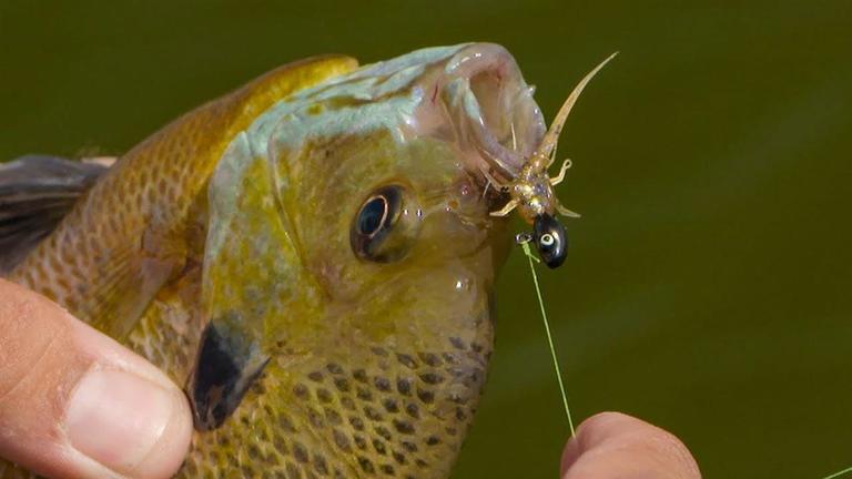 tips for fishing bluegill with soft plastics - wired2fish.com