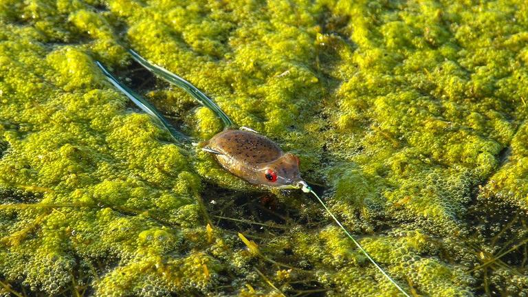 7 Best Frog Fishing Tips for Matted Grass - Wired2Fish.com