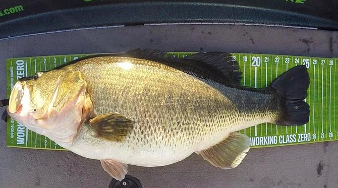 Monster 16-pound Bass Caught in California - Wired2Fish.com