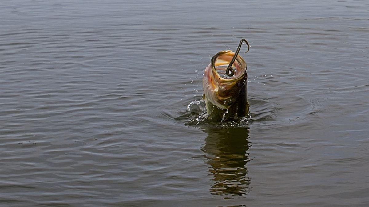 best soft plastic rigs