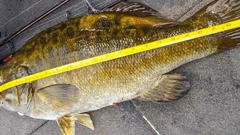 Michigan Record Smallmouth Bass Caught