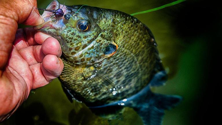 13 Fishing Superior Panfish Jigs and Plastics Review 