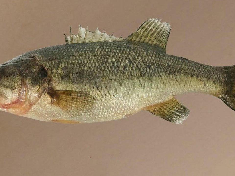 Bass Caught in Alaska has DNR Asking Anglers to Remove All Bass