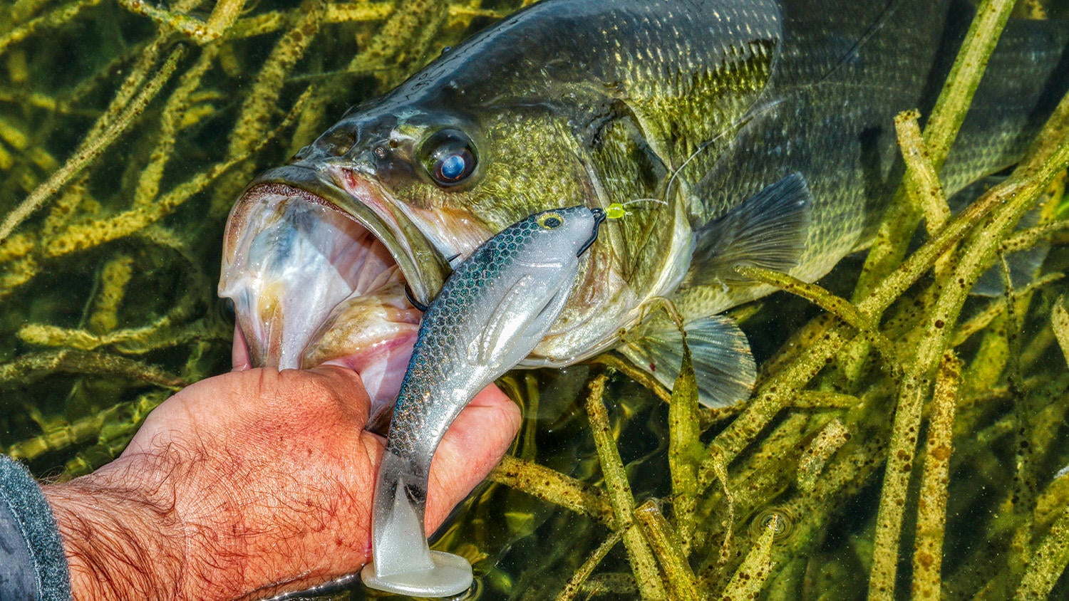 How Michael Neal Chooses Swimbaits For Bass Fishing - Wired2Fish.com