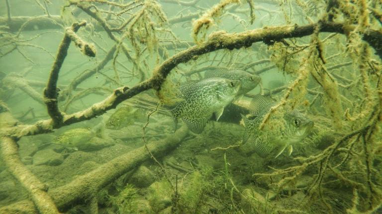 Goto Crappie Plastic Colors for Varying Water Clarity