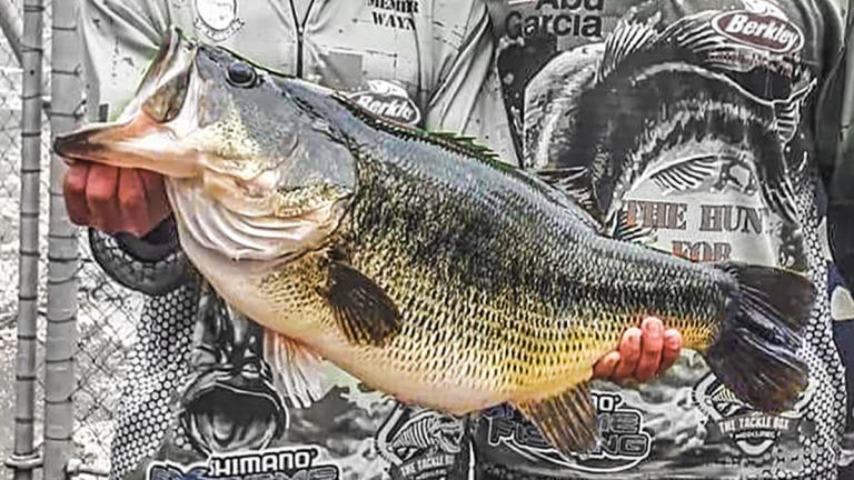 bass south record african africa