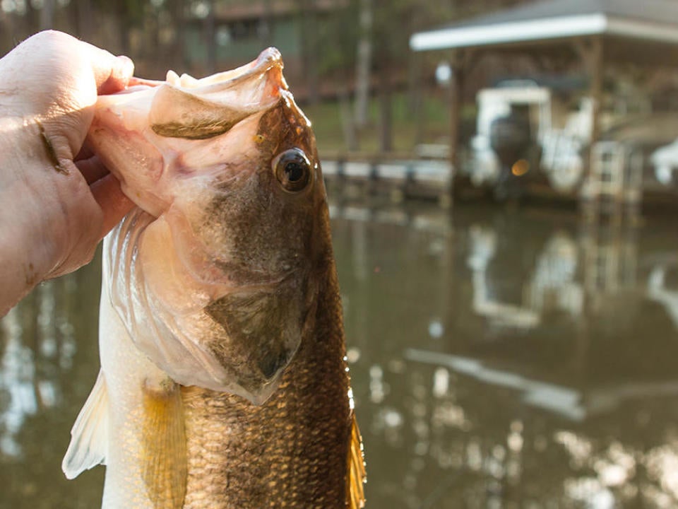 5 High Percentage Targets For Bass Fishing Docks