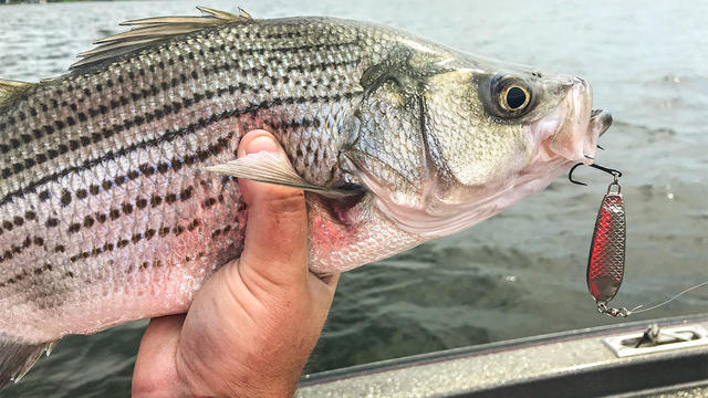 war eagle jigging spoon