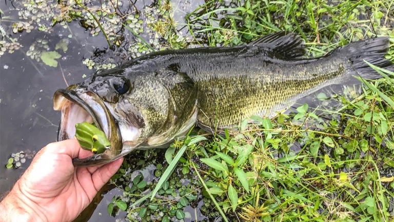 3 Easy Ways to Shore Up Your Bank Fishing Game - Wired2Fish.com