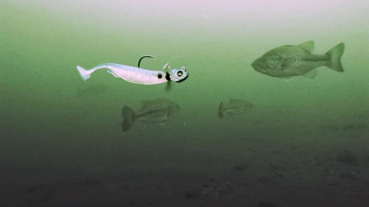 finesse swimbait fishing
