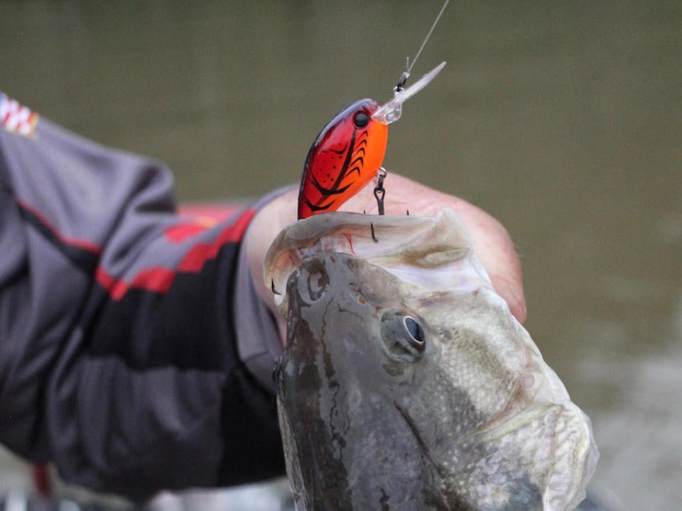 3 Must-Have Lures For Big Prespawn Bass - Wired2Fish.com