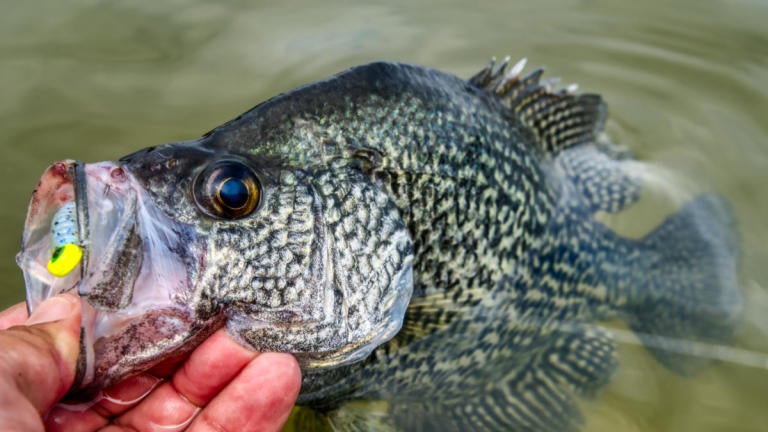Big crappie baits Outlet
