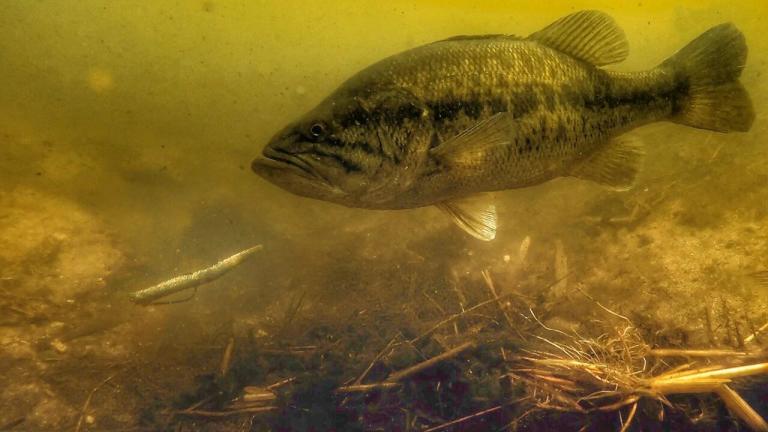stick bait for bass