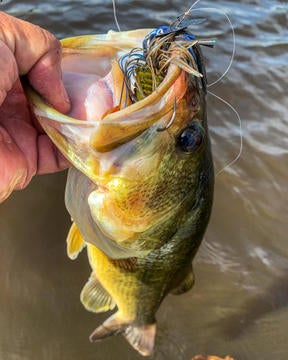 thunder cricket fishing lure