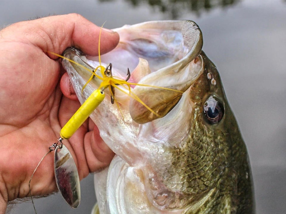5 Fall Bass Fishing Baits with Small Blades that Catch Bass