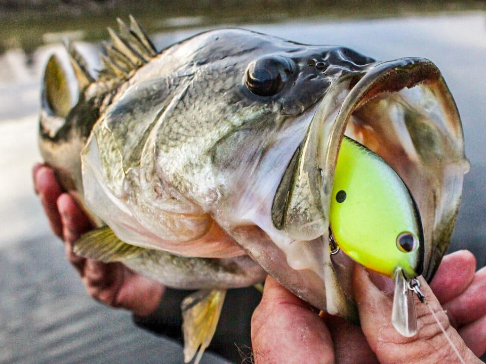 5 Bass Fishing Baits For Shallow, Cold Water - Wired2Fish.com