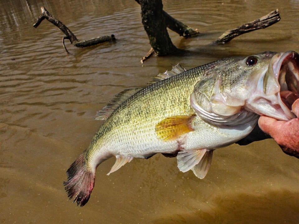 How to Prioritize Bass Fishing Cover - Wired2Fish.com