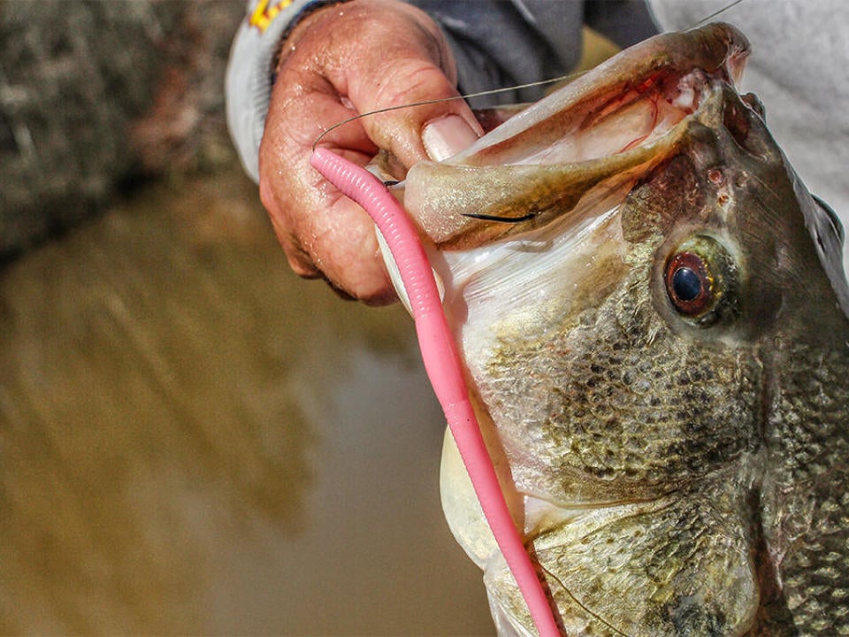 How to Power Fish with Floating Worms